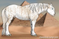 Horse Color:Chocolate Palomino Pearl Sabino Appaloosa Rabicano  and Gold Cream Champagne Pearl Sabino Appaloosa Rabicano 