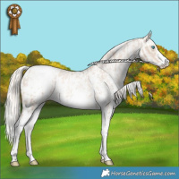 Horse Color:Chocolate Palomino Pearl Sabino Varnish Rabicano  and Gold Cream Champagne Pearl Sabino Varnish Rabicano 