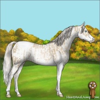 Horse Color:Chocolate Palomino Pearl Sabino Appaloosa Rabicano  and Gold Cream Champagne Pearl Sabino Appaloosa Rabicano 