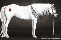 Horse Color:Chocolate Palomino Pearl Sabino Appaloosa Rabicano  and Cremello Sabino Appaloosa Rabicano 