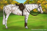Horse Color:Brown Dun Appaloosa Brindle  and Chocolate Palomino Dun Appaloosa Brindle 