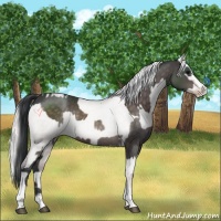 Horse Color:Platinum Brown Sabino Tobiano Rabicano and Platinum Silver Brown Pearl Dun Sabino Appaloosa Rabicano