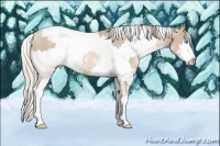 Horse Color:Chocolate Palomino Pearl Sabino Appaloosa Rabicano and Chocolate Palomino Pearl Sabino Splash Appaloosa Rabicano