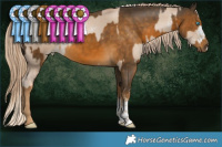 Horse Color:Chocolate Palomino Pearl Sabino Rabicano  and Chocolate Palomino Mushroom Sabino Rabicano 