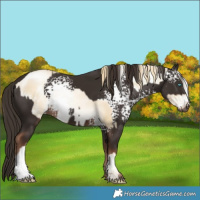 Horse Color:White Spotted Classic Cream Champagne Pearl Mushroom Sabino Rabicano  and White Spotted Liver Chestnut Rabicano 