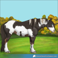 Horse Color:White Spotted Classic Cream Champagne Pearl Mushroom Sabino Rabicano  and White Spotted Liver Chestnut Rabicano 