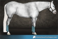 Horse Color:Platinum Chocolate Palomino Roan Pearl Appaloosa Rabicano  and Chocolate Palomino Roan Pearl Appaloosa Rabicano 