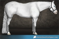 Horse Color:Platinum Chocolate Palomino Roan Pearl Appaloosa Rabicano  and Chocolate Palomino Roan Pearl Appaloosa Rabicano 
