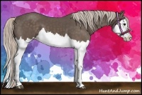 Horse Color:Silver Black Splash 