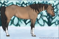 Horse Color:Bay Dun