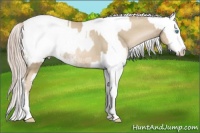 Horse Color:Chocolate Palomino Pearl Sabino Appaloosa Rabicano  and White Spotted Chocolate Palomino Pearl Appaloosa Rabicano 