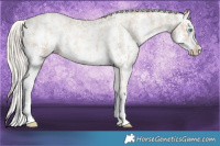 Horse Color:Chocolate Palomino Pearl Sabino Appaloosa Rabicano  and Chocolate Palomino Pearl Sabino Splash Appaloosa Rabicano 