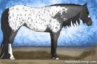 Horse Color:Blue Roan Near Leopard 