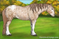 Horse Color:Brown Pearl Sabino Appaloosa Rabicano  and Buckskin Pearl Sabino Appaloosa Rabicano 