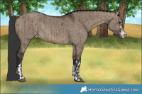 Horse Color:Brown Dun Appaloosa Brindle  and Brown Dun Appaloosa Brindle 