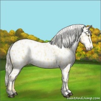 Horse Color:Palomino Appaloosa and Palomino Appaloosa Rabicano