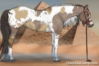 Horse Color:Chocolate Palomino Dun Sabino Tobiano Rabicano and Liver Red Dun Sabino Tobiano Appaloosa Rabicano