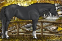 Horse Color:Black Splash Frame 