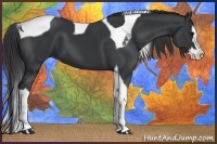Horse Color:Black Splash Tobiano 