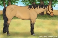 Horse Color:Bay Dun 