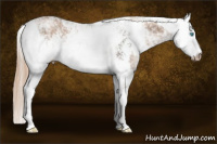 Horse Color:Gray Chocolate Palomino Pearl Sabino Appaloosa Rabicano  and Gray Chocolate Palomino Sabino Appaloosa Rabicano 