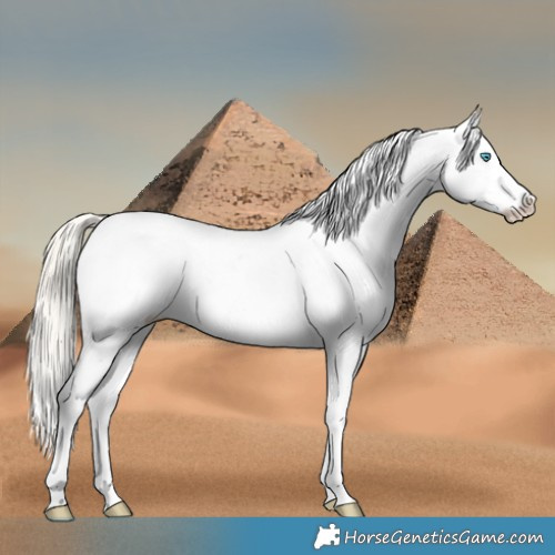 Horse Color:Chocolate Palomino Pearl Sabino Appaloosa Rabicano  and Chocolate Palomino Pearl Sabino Appaloosa Rabicano 