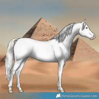 Horse Color:Chocolate Palomino Pearl Sabino Appaloosa Rabicano  and Chocolate Palomino Pearl Sabino Appaloosa Rabicano