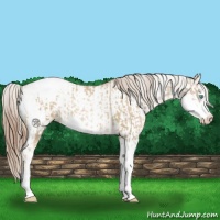 Horse Color:Chocolate Palomino Pearl Sabino Appaloosa Rabicano  and Liver Chestnut Pearl Sabino Appaloosa Rabicano 