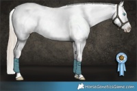Horse Color:Chocolate Palomino Roan Pearl Appaloosa Rabicano  and Gray Chocolate Palomino Pearl Sabino Appaloosa Rabicano 