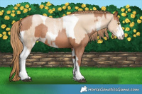 Horse Color:Brown Pearl Sabino Tobiano Rabicano and Smoky Black Pearl Sabino Tobiano Rabicano
