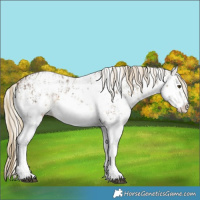 Horse Color:White Spotted Chocolate Palomino Mushroom Sabino Rabicano and Chocolate Palomino Pearl Sabino Appaloosa Rabicano