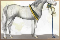 Horse Color:Platinum White Spotted Chocolate Palomino Pearl Rabicano and Platinum White Spotted Chocolate Palomino Pearl Sabino Appaloosa Rabicano
