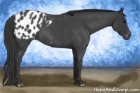 Horse Color:Blue Roan Appaloosa 