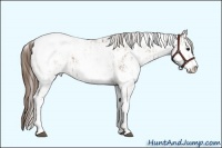 Horse Color:Black Pearl Sabino Appaloosa Rabicano  and Black Pearl Sabino Appaloosa Rabicano 