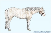 Horse Color:Chocolate Palomino Pearl Sabino Appaloosa Rabicano  and Chocolate Palomino Pearl Sabino Appaloosa Rabicano 
