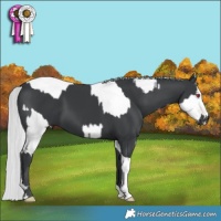 Horse Color:Chocolate Palomino Chinchilla Pearl Sabino Rabicano  and Silver Black Chinchilla Tobiano Rabicano 