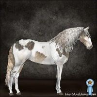 Horse Color:Chocolate Palomino Mushroom and Buckskin Mushroom Sabino Appaloosa Rabicano