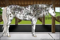 Horse Color:Midnight Chocolate Palomino Pearl Sabino Rabicano  and Midnight Chocolate Palomino Pearl Sabino Splash Rabicano 