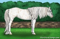 Horse Color:Chocolate Palomino Pearl Sabino Appaloosa Rabicano and Chocolate Palomino Pearl Sabino Appaloosa Rabicano