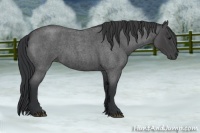 Horse Color:Blue Roan 