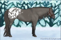Horse Color:Grullo Appaloosa 