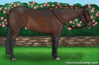 Horse Color:Brown 