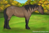 Horse Color:Brown Dun 