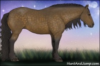 Horse Color:Buckskin 
