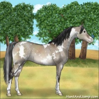 Horse Color:White Spotted Brown Dun Mushroom Sabino 