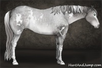 Horse Color:Platinum White Spotted Chocolate Palomino Mushroom