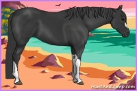 Horse Color:Black 
