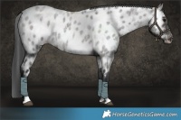 Horse Color:Platinum Brown Roan Dun Tobiano Near Leopard 