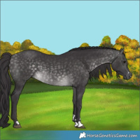 Horse Color:Platinum Buckskin 