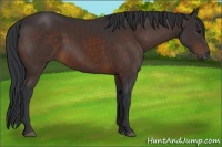 Horse Color:Brown 